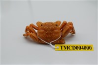 藏品(美麗斜紋蟹)的圖片